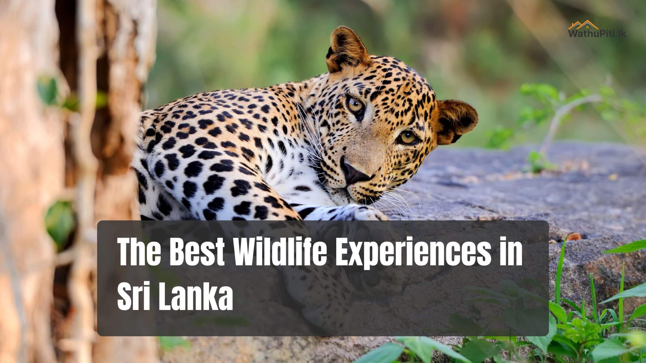 The Best Wildlife Experiences in Sri Lanka: National Parks and Nature Reserves
