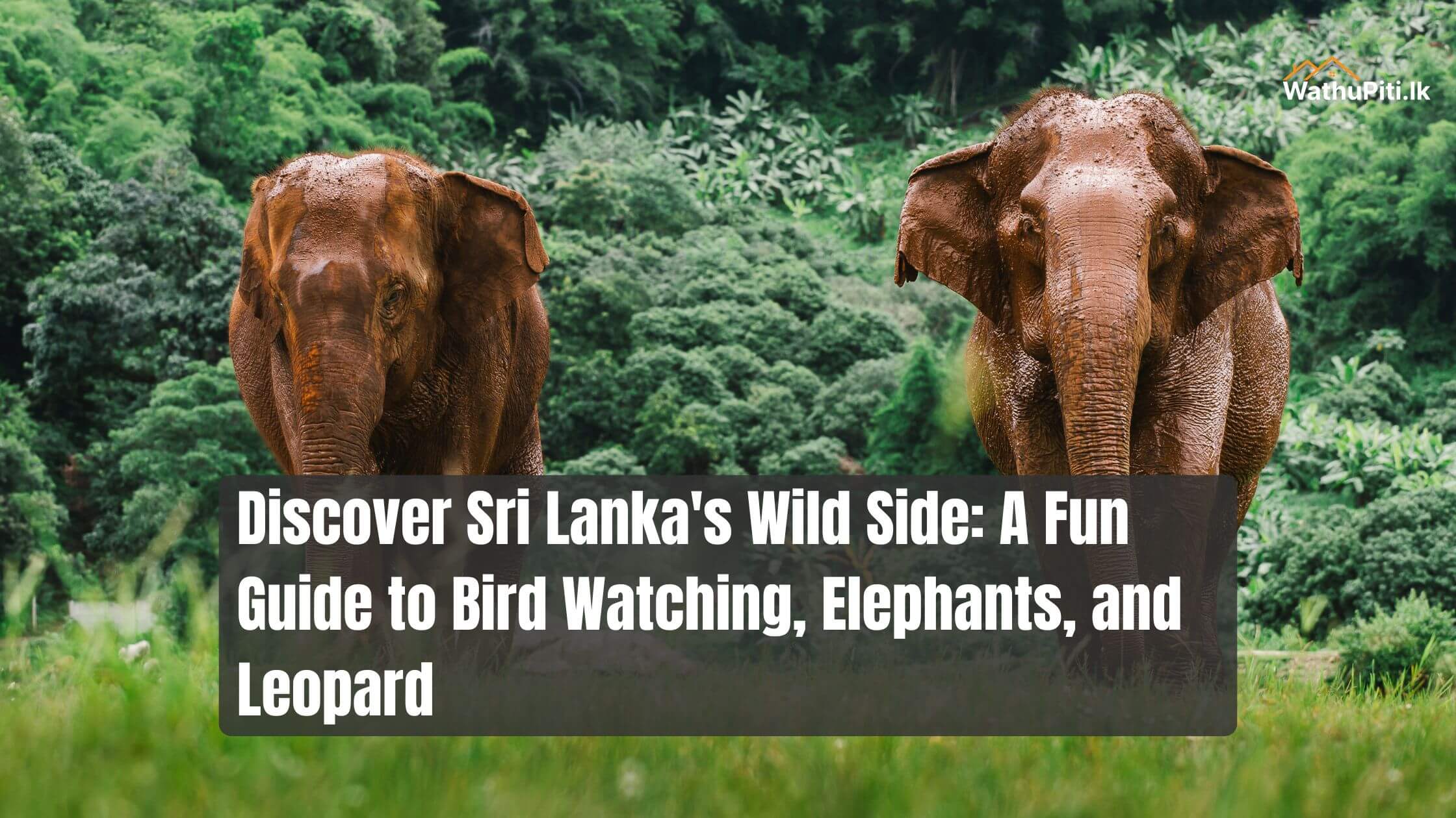 Discover Sri Lanka’s Wild Side: A Fun Guide to Bird Watching, Elephants, and Leopard